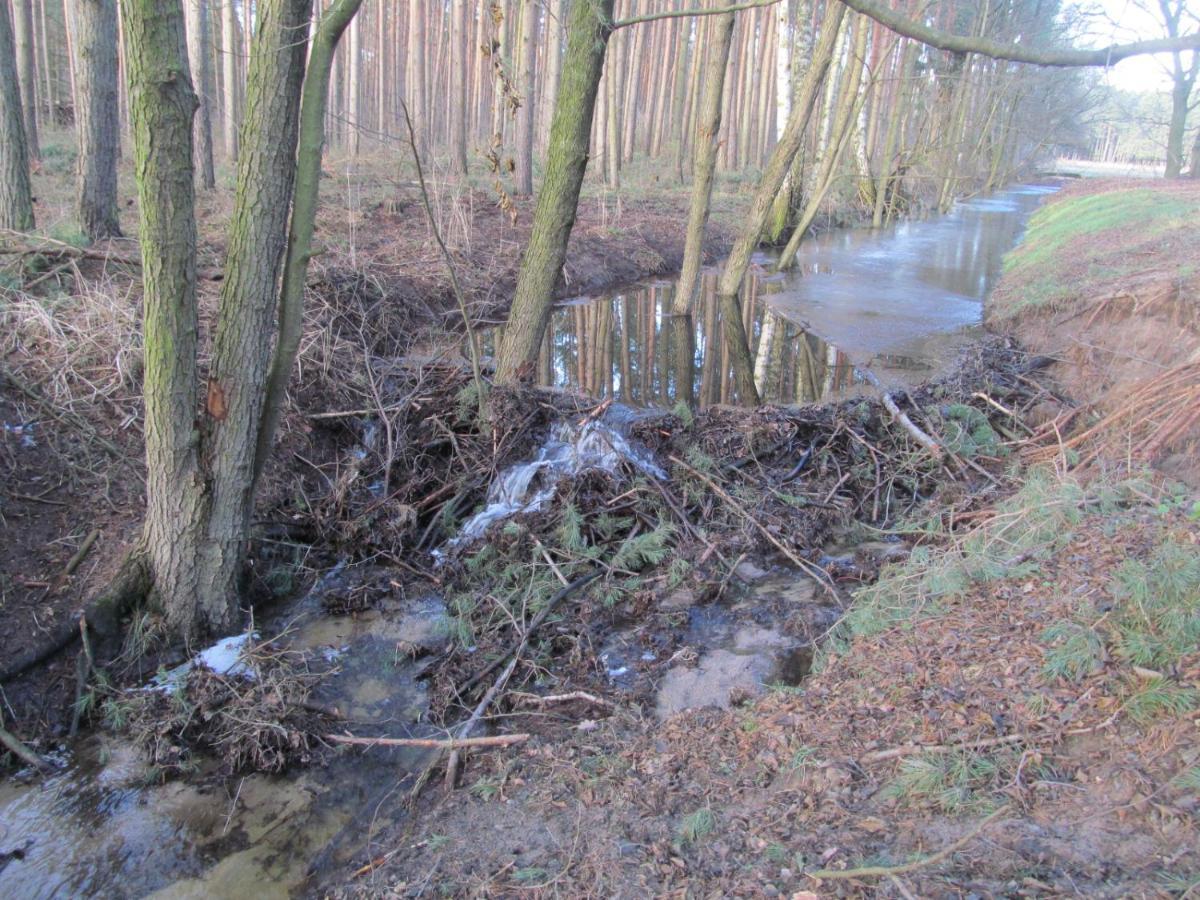 Steckby Gasthaus Und Pension Zum Biber מראה חיצוני תמונה